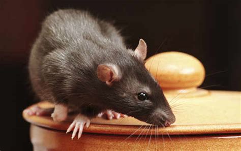 Rat Magic Countermeasure Products and Tools: What Really Works?